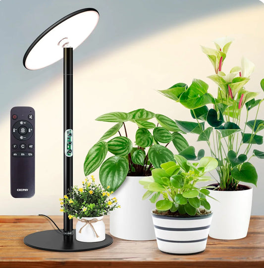 Chiphy Lighting - Everglow Spaces